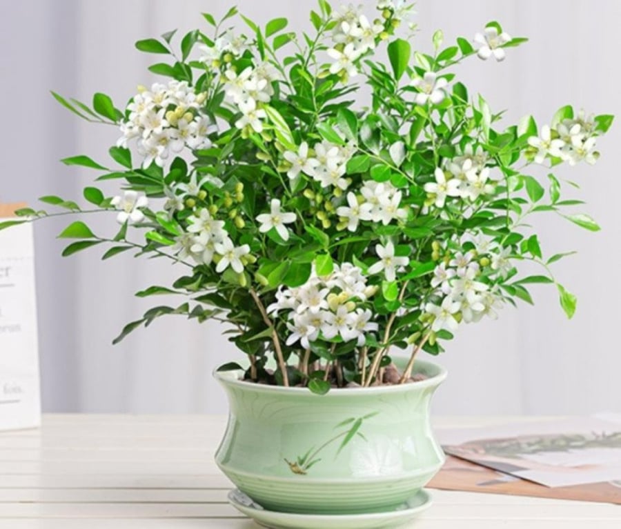Bạn có thể ngửi thấy hương thơm của hoa từ một khoảng cách xa.