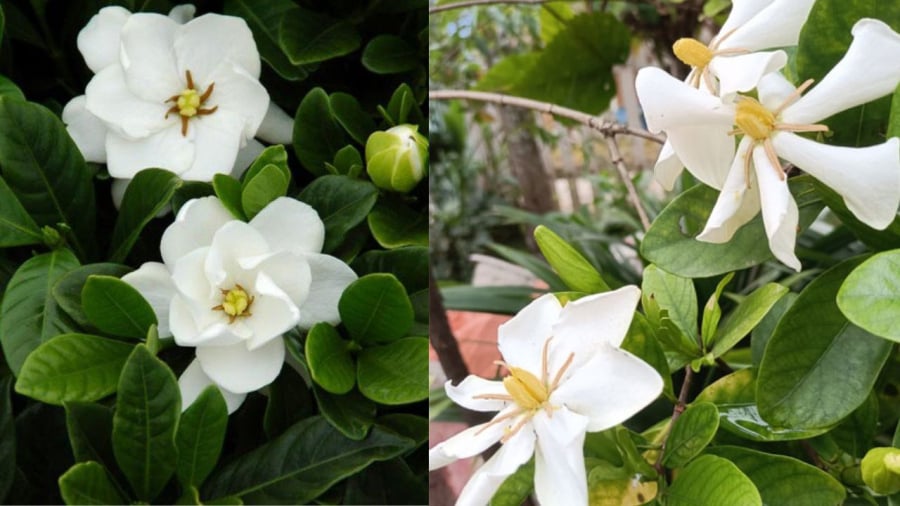 Hoa dành dành kép và hoa dành dành đơn