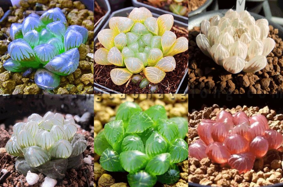 Nếu dùng loại sơn rẻ tiền để phun lên cây, chúng có thể thải ra những khí độc hại. 