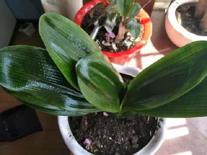 Cây có lá sáng bóng khác thường