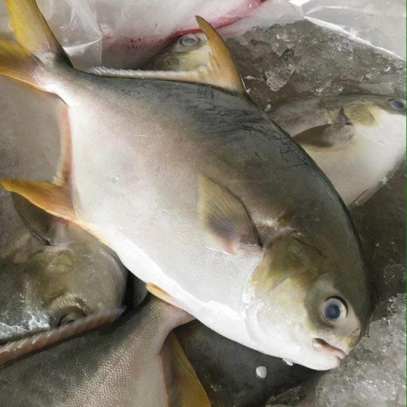 Cá chim trắng rất ngon và giàu dinh dưỡng