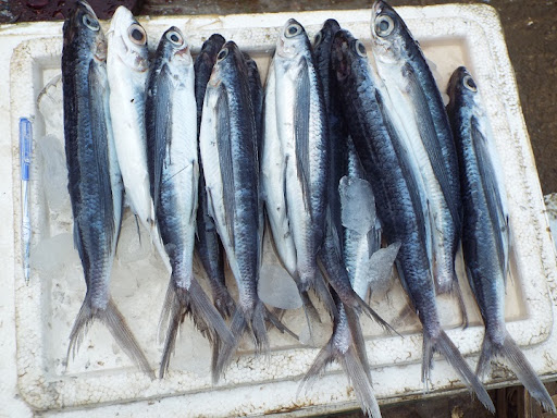 Cá chuồn có nhiều loại khác nhau, được bán với giá 200.000 - 250.000 đồng/kg