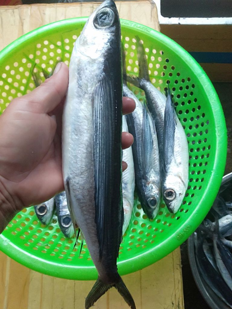 Cá chuồn được giới sành ăn đánh giá cao