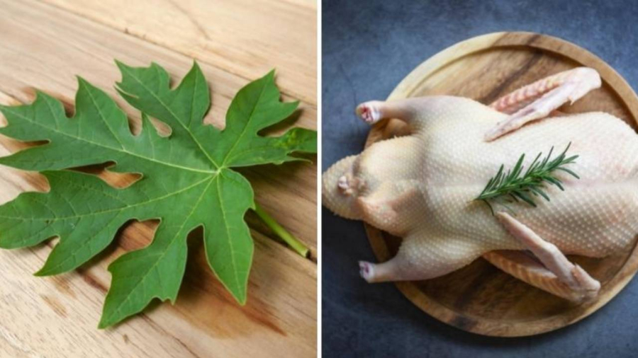 Một trong những cách dân gian thường dùng để khử mùi và nhổ lông vịt chính là dùng lá đu đủ.