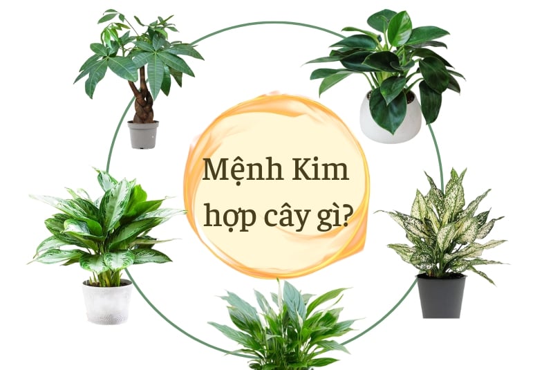 Cây cảnh để bàn làm việc hợp mệnh kim