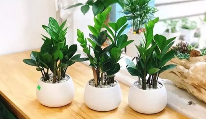 Cây kim tiền mang ý nghĩa tài lộc, may mắn...