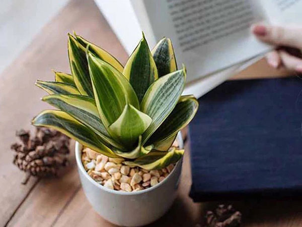 Một số loại cây xanh có ý nghĩa tốt lành còn có thể tiếp thêm sinh khí trong nhà