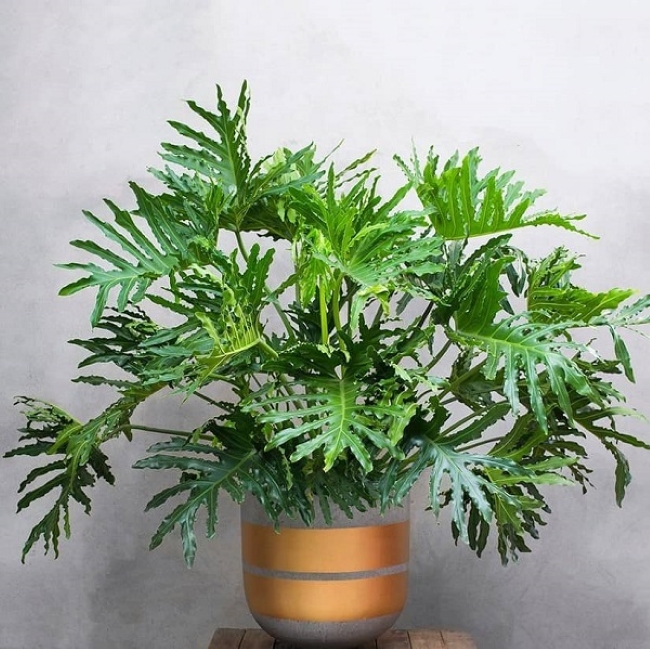 Cây trầu bà thanh xuân