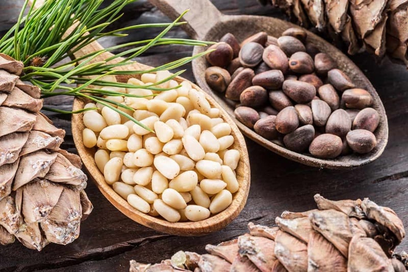 Để phát triển một vườn thông đạt chất lượng cao mất khoảng 25 năm