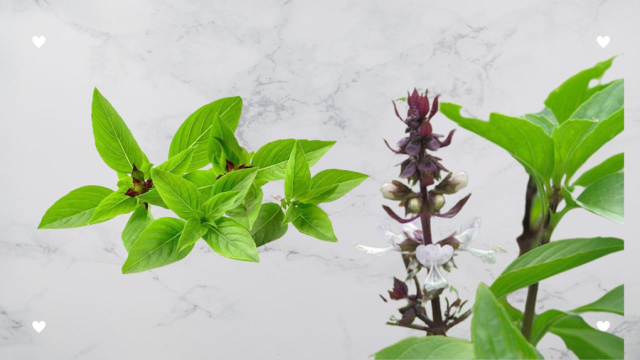 Một số loại rau thơm có thể giúp bạn khử sạch mùi tỏi