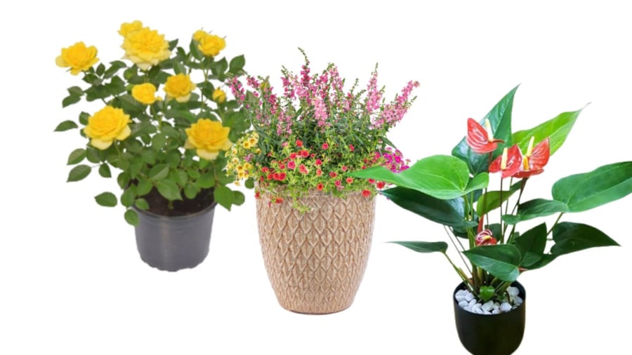 Cây cảnh có gai, có độc không nên mang tặng