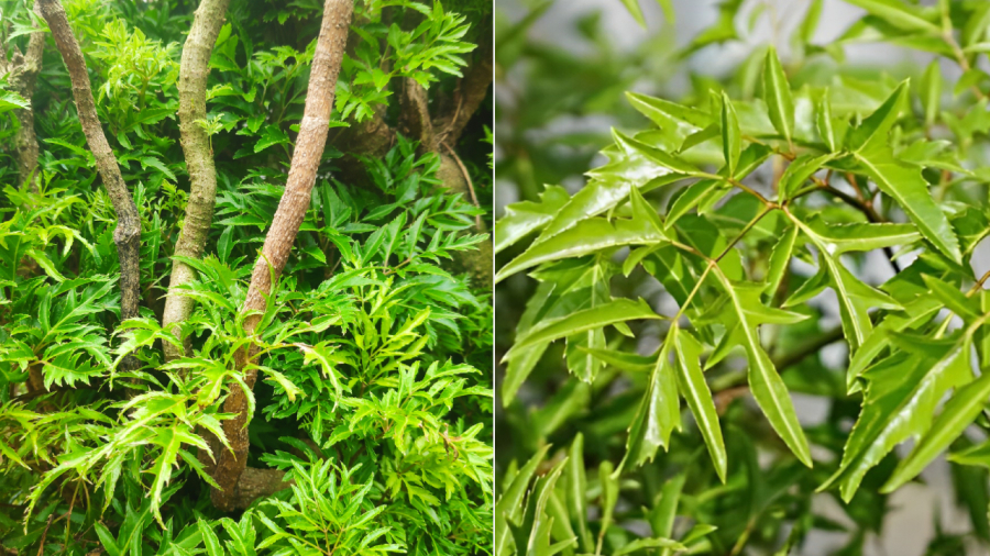 Cây đinh lăng vừa trồng làm cảnh vừa làm rau ăn, làm thuốc lại có ý nghĩa phong thủy tốt đối với Shbet111 slot, casino, thể thao, xổ số.