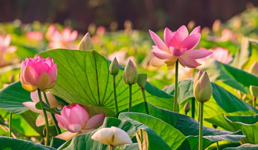 Người biết giúp đỡ người khác sẽ nhận được điều tốt đẹp