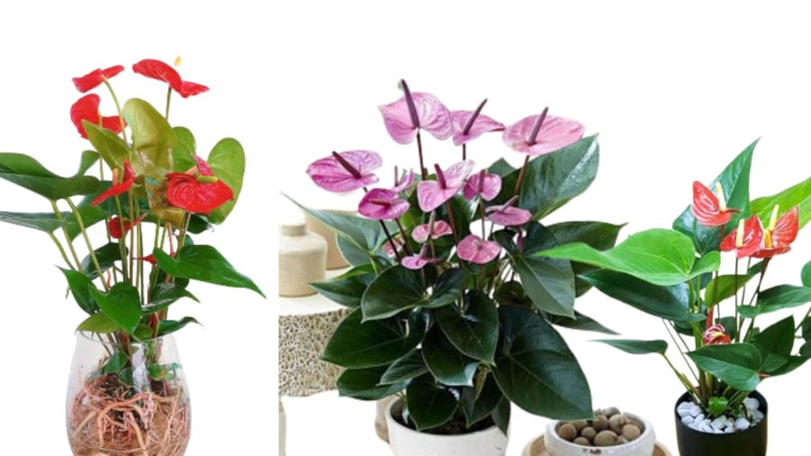 Hồng môn có thể trồng chậu đất hoặc trồng thủy sinh
