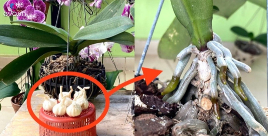 Tỏi chứa một số chất có thể tăng độ màu mỡ, mà có thể làm tăng sức sống cho cây xanh, vừa khử được vi khuẩn, vừa có thể tiêu độc làm cho cây xanh tươi hơn.
