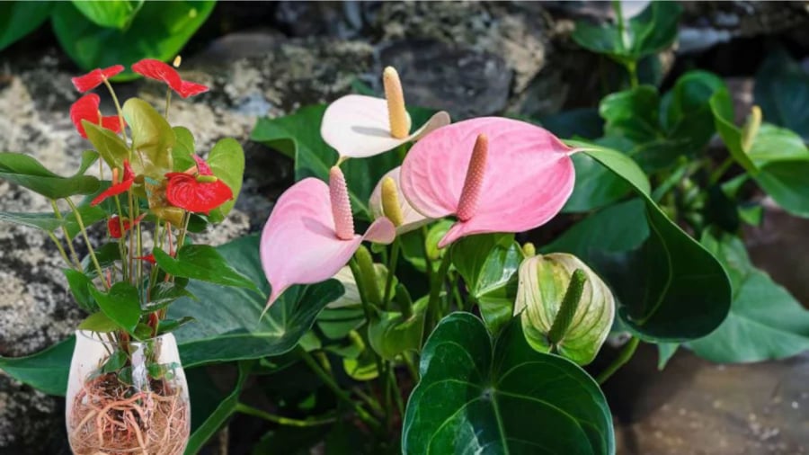 Hông môn nghĩa là cánh cửa đỏ