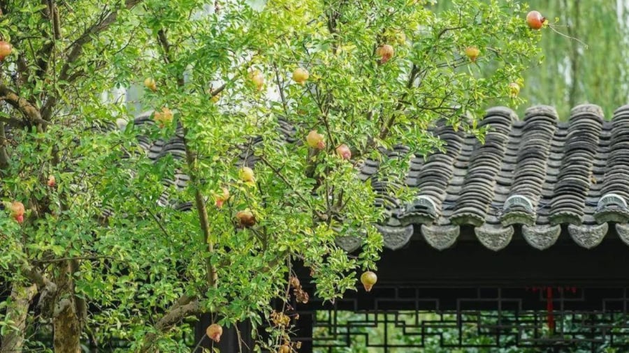 Cây lựu mang ý sung túc giàu có