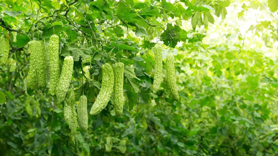 Mướp đắng ăn ngon nhưng có vị đắng nên nhiều người cần khử đắng