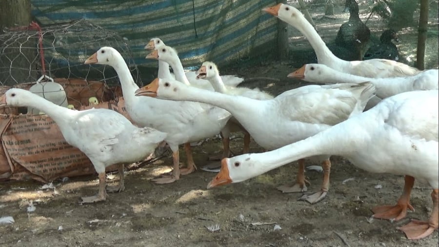 Trên thực tế, những người chăn nuôi ngỗng quy mô lớn này đều có kênh bán hàng cố định, theo tôi được biết, rất nhiều ngỗng nuôi được bán cho các nhà hàng, quán ăn, khách sạn và các cơ sở thương mại khác.    