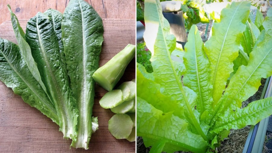 Rau diếp thơm ngon, có giá trị dinh dưỡng cao.