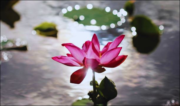 Bao dung cho chính mình thì dễ, nhưng bao dung cho người khác mới là khó và chỉ có người quân tử mới làm được. (ảnh minh họa)