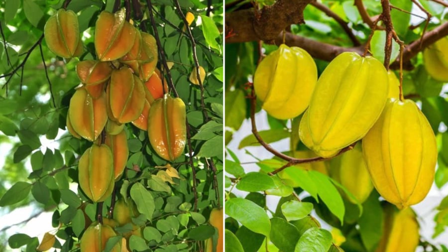 Cây khế có thể làm cảnh, lấy bóng mát, lấy quả và có cả ý nghĩa phong thủy riêng.