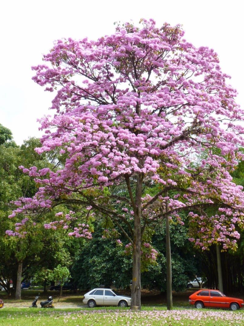 Người ta thường trồng kèn hồng trước cửa nhà hoặc trong những khu biệt thự.
