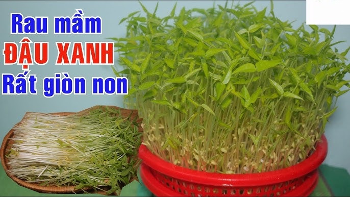 Người xưa tin rằng ăn rau mầm vào mùa xuân có tác dụng thanh nhiệt, tăng cường sinh lực, trong đó, rau mầm từ đỗ đen là lựa chọn hàng đầu.     