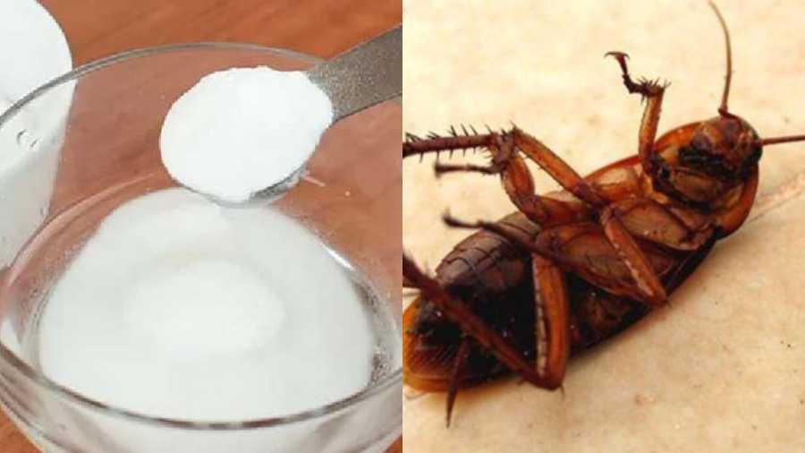 Hỗn hợp bột giặt và đường tỏ ra hiệu quả trong việc loại bỏ gián và côn trùng