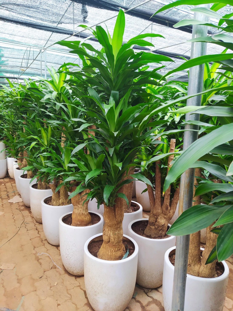 Thiết Mộc Lan mang nhiều ý nghĩa về phong thủy