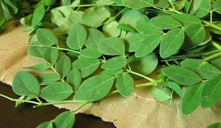 Rau chùm ngây giàu canxi gấp 4 lần sữa