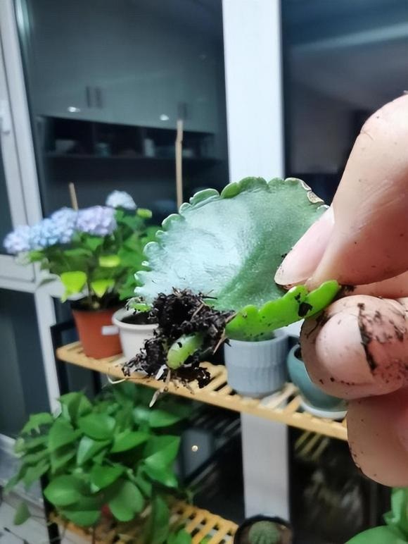 Bạn có thể tìm vài cành hoa Kalanchoe, hoặc thậm chí là những chiếc lá vô tình rụng và chuẩn bị một hoặc hai chậu hoa nhỏ hoặc cốc nhựa thông thường.    