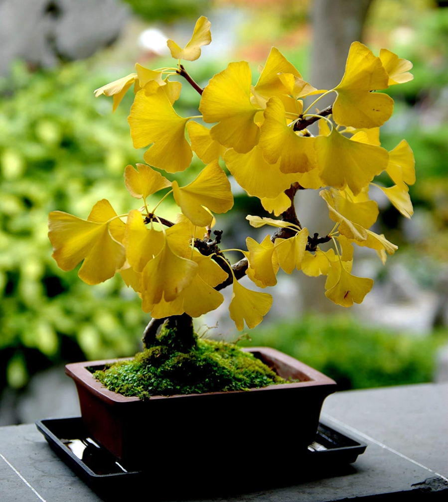 Quả của cây này có thể được sử dụng để chữa bệnh.