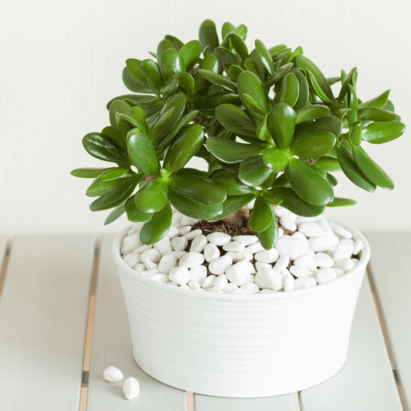 Cây ngọc bích giúp lọc bỏ các hợp chất gây dị ứng