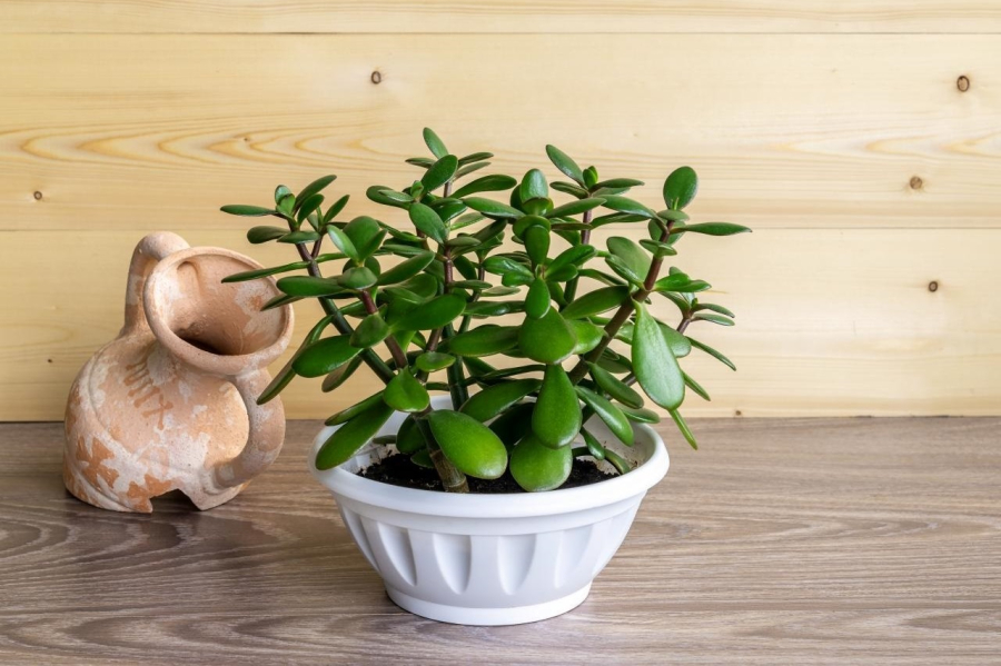 Cây ngọc bích không chỉ là một vật phẩm phong thủy tốt cho ngôi nhà mà còn là một yếu tố hỗ trợ đắc lực cho những người thuộc các mệnh và tuổi tương thích
