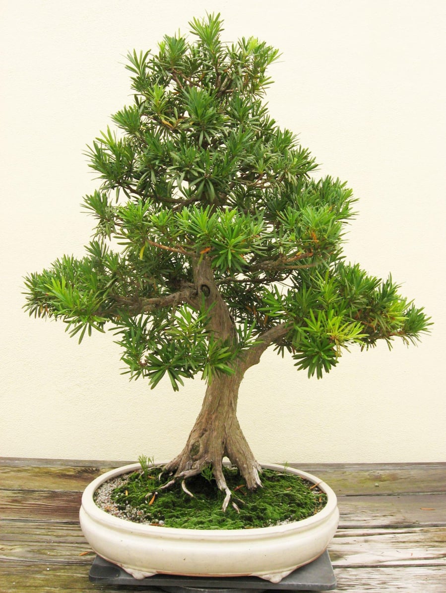 Tùng la hán là cây cảnh được mua về trồng nhiều ở phòng khách, bàn làm việc...