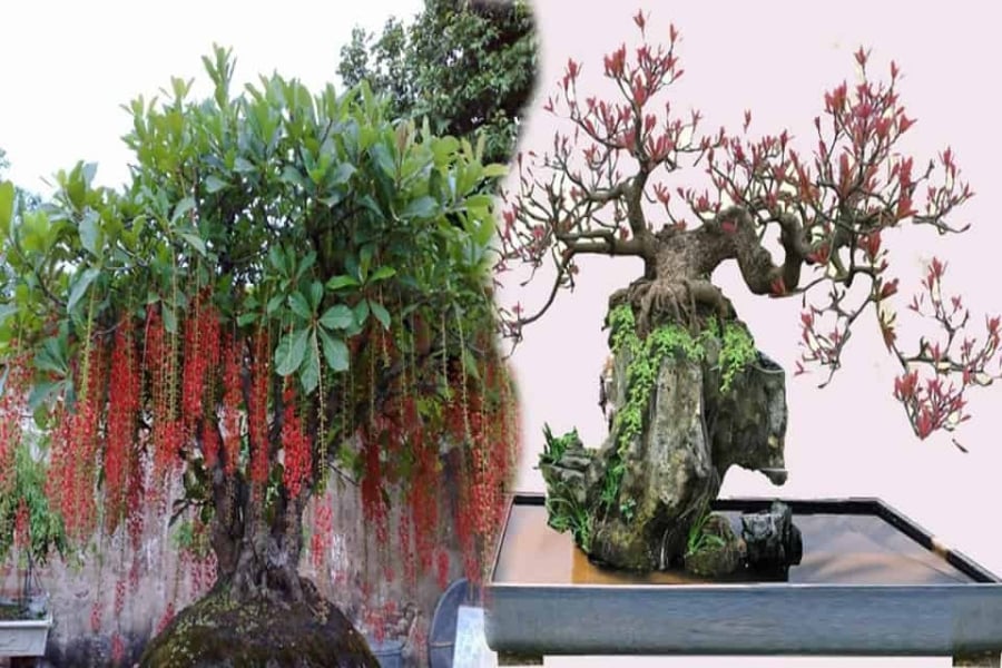 Cây lộc vừng khi được trồng trước nhà sẽ giúp gia chủ gặp nhiều may mắn, thuận lợi trong Shbet16 chơi game trực tuyến, tránh được những điều xui xẻo. 