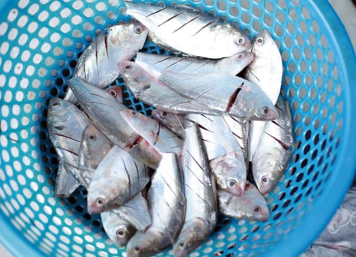 Cá mòi có nhiều loại khác nhau