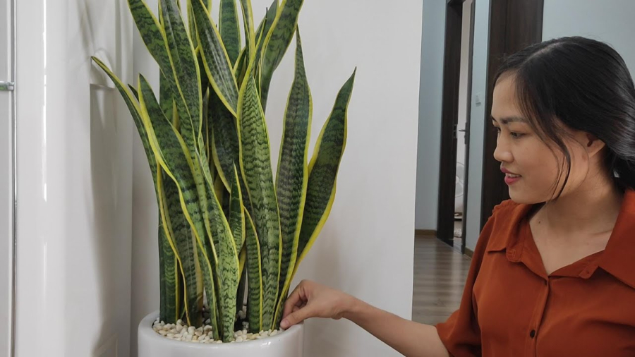 Lưỡi hổ được nhiều người yêu thích