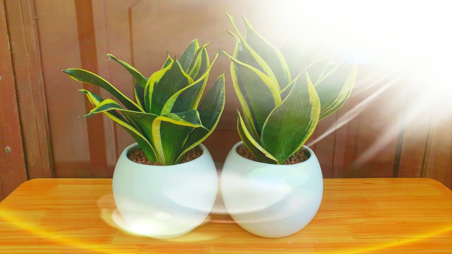 Nhiều ý nghĩa phong thủy tốt đẹp