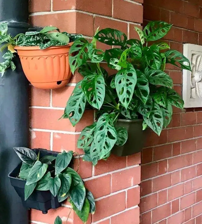 Cây trầu bà lá lỗ sẽ tạo sự tươi mới, trang nhã và phong cách