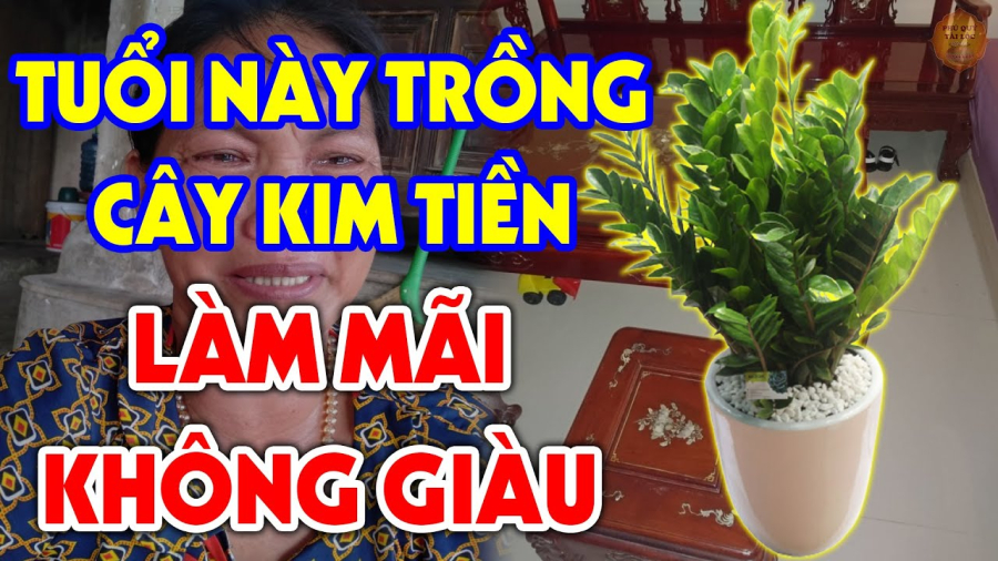Ai không nên trồng cây kim tiền hao tài tán lộc