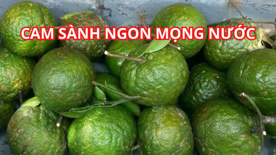 Khi mua cam sành nhớ quan sát kỹ phần cuống
