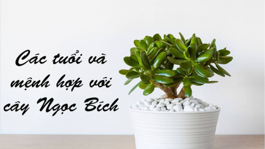 Cây ngọc bích hay còn được gọi là cây sen đá ngọc bích, cây phỉ thúy