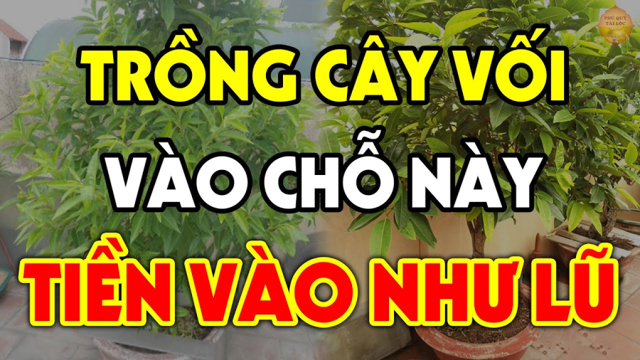 Cây vối là cây quen thuộc với nhiều người