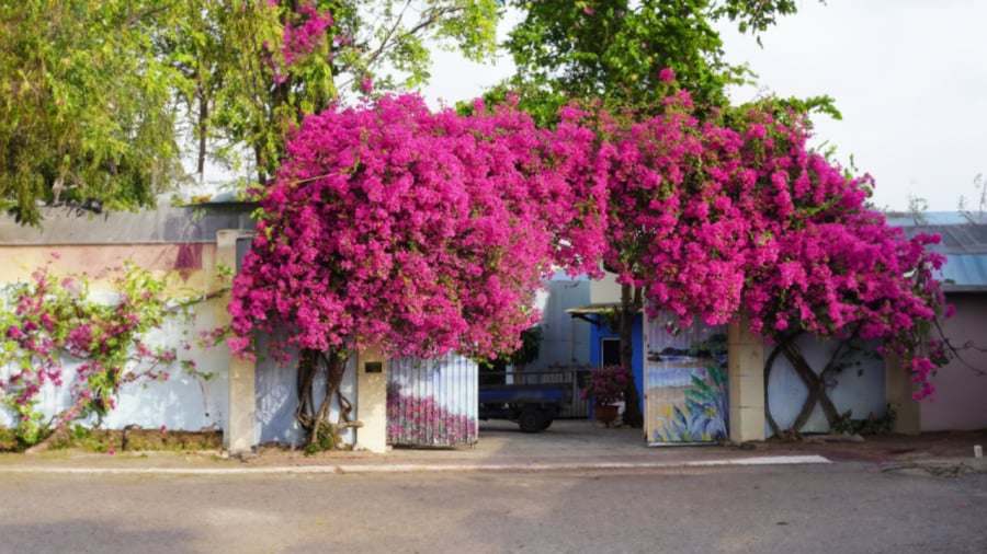 Khi trời lạnh, hoa giấy sẽ ngừng phát triển. Thời tiết ấm lên, cây bắt đầu sinh trưởng mạnh mẽ trở lại.