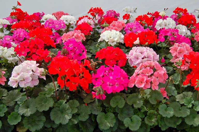 Cây cảnh phong lữ thảo cũng mê đắm người khác bằng màu sắc rực rỡ và hoa nở đầu chậu