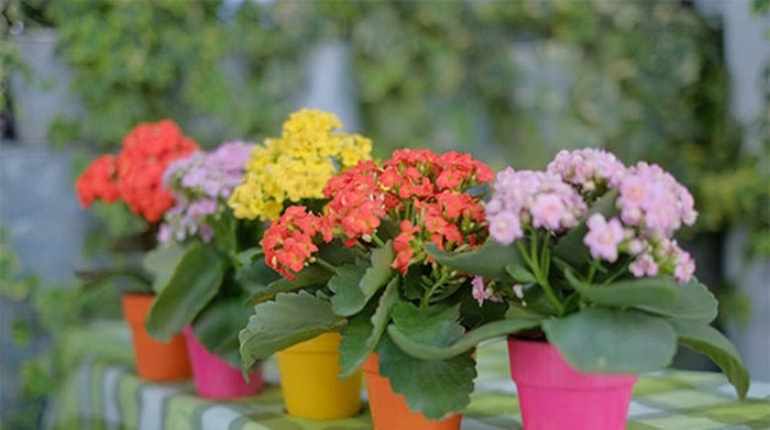 Loài cây dễ trồng và hoa nở cả nửa năm
