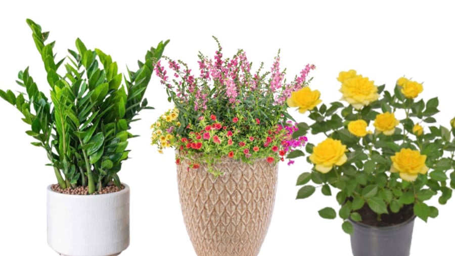 Cây cảnh tươi tốt, nở hoa sum suê chứng tỏ đất vượng
