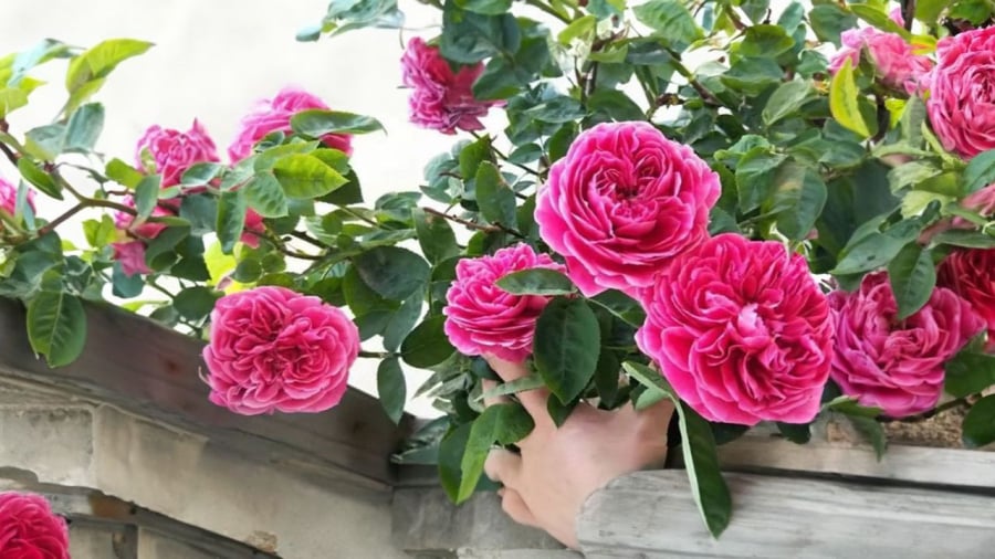 Mì chính và đường là hai gia vị tưởng chỉ để cho con người nhưng hoa hồng cũng thích